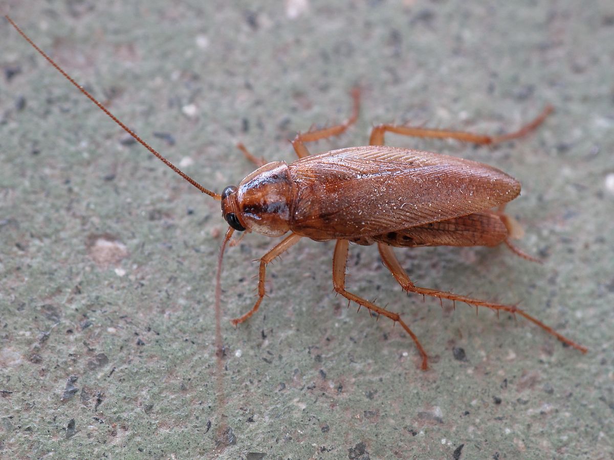 1200px-Blattodea._Cascuda._Santiago_de_Compostela_1.jpg