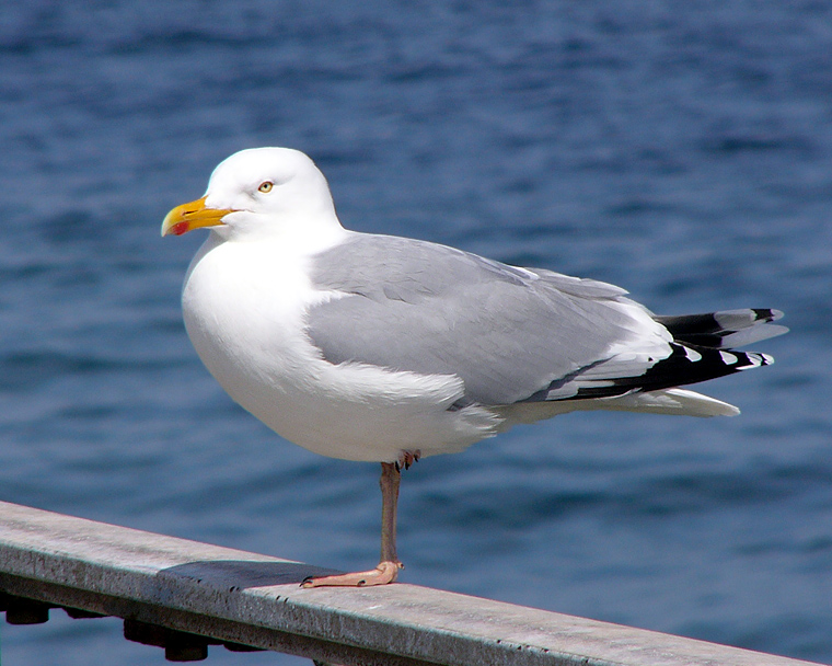 Larus_argentatus_ad.jpg