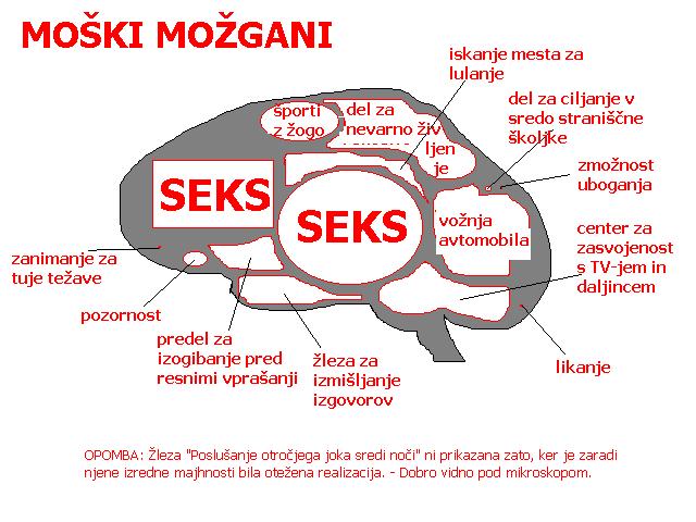 Moški možgani.jpg