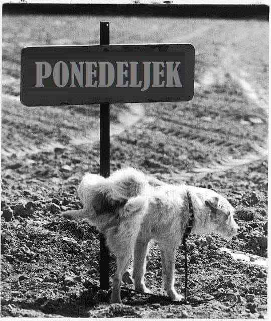 Ponedeljek.jpg