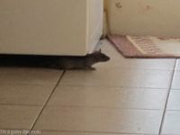 1362364-mouse-in-the-house-004.jpg