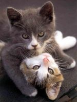 1556245-cats.jpg