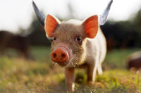 607936-pig1copy.jpg