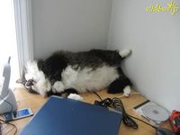 612536-catnap09.jpg