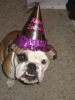 692951-bulldog_birthday.jpg