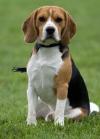 973246-beagle.jpg