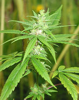 995650-marihuana.jpg