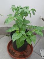 1132003-habanero.jpg